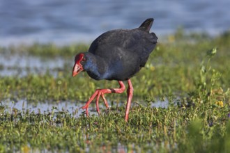 Western Swamphen (Porphyrio porphyrio), Mallorca, Spain