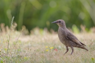 Star, lat.Sturnus vulgaris, Jungvogel sucht auf einer Wiese nach Ameisen