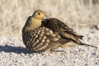 Namaqua Sandgrouse (Pterocles namaqua) male, Etosha, Namibia