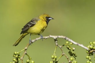 Orchard Oriole (Icterus spurius) juvenile, Ohio, USA