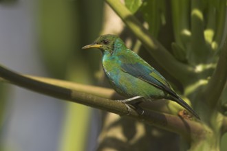 Green Honeycreeper (Chlorophanes spiza), Costa Rica