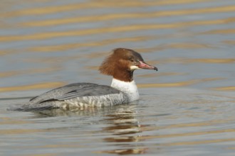Common Merganser (Mergus merganser) female, St. Gallen, Switzerland