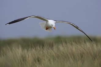 Heringsmoewe; lat. Larus fuscus; im Flug von vorn über den Dünen