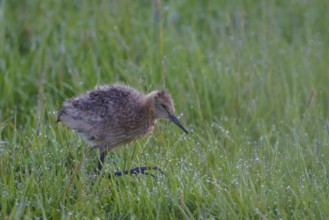 Black-tailed Godwit (Limosa limosa) juvenile, Netherlands