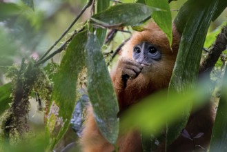 Chestnut langur (Presbytis rubicunda), Lahad Datu, Sabah, Malaysia