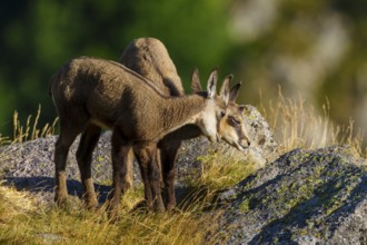 Two young chamois standing close to each other on a rocky ground surrounded by summer grass,