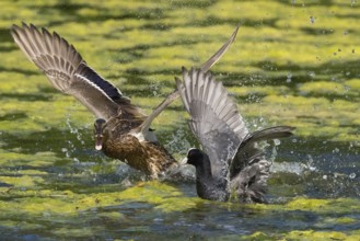 Mallard (Anas platyrhynchos) and coot (Fulica atra) fighting in the water, wings spread wide and