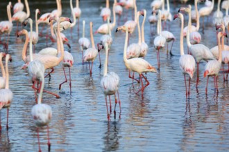Pink flamingos (Phoenicopterus roseus), standing in the pond, Pont de Gau Bird Park,