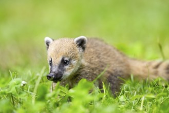 South American coati (Nasua nasua) youngster standing on the ground, captive, Zoo Augsburg