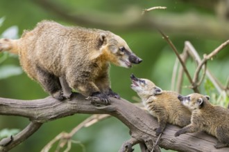 South American coati (Nasua nasua) mother with its youngsters on an old tree trunk, captive, Zoo