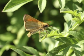 Large skipper (Ochlodes venatus), sitting on a green leaf, close-up, macro photograph, Wilnsdorf,