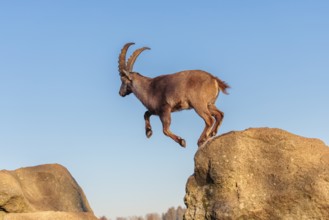A male ibex (Capra ibex) leaps from rock to rock in the warm evening light. A blue sky can be seen
