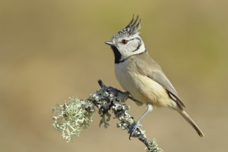 Crested Tit (Lophophanes Scalloped ribbonfish), on a branch overgrown with lichen, Wilnsdorf, North