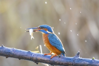Kingfisher (Alcedo atthis) Germany