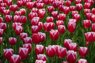 Field of flowers with bright red tulips and pink border in spring, full of vibrancy and nature,
