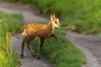A young fawn on a path between lush, green meadows in spring, chamois, chamois, (Rupicapra