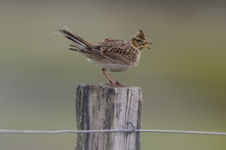 Chirping skylark (Alauda arvensis) on a fence post, Lower Rhine, North Rhine-Westphalia, Germany