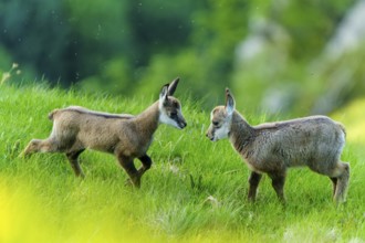 Two young chamois playing on a green meadow, surrounded by living nature, chamois, chamois,