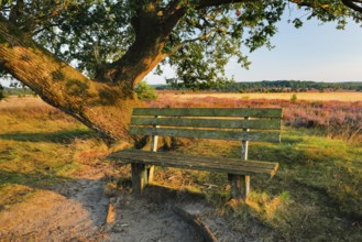 Bench in the evening light under a large oak tree and on the edge of the blooming Lüneburg Heath,