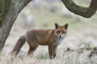 Red Fox (Vulpes vulpes) standing in open country under a tree, framed by this quai, beautiful,