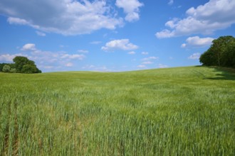 Green barley field under blue sky with drifting clouds, calm atmosphere, summer, Thüngen, district
