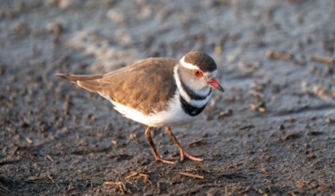 Three-banded plover (Charadrius tricollaris), in the morning light, Kruger National Park, South