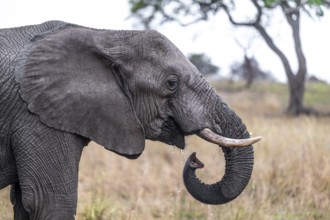 African elephant (Loxodonta africana), adult, drinking, animal portrait, Kruger National Park,