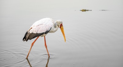 Glutton (Mycteria ibis) in the water looking for food, at sunrise, Sunset Dam, Southern Kruger
