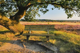 Bench in the evening light under a large oak tree and on the edge of the blooming Lüneburg Heath,