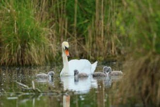 A swan with its chicks in the water of a pond, surrounded by green vegetation, Mute Swan, (cygnus
