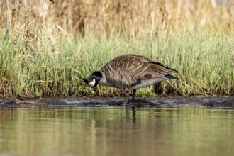 Canada goose (Branta canadensis), drinking, Vulkaneifel, Rhineland-Palatinate, Germany