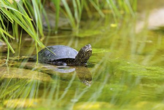 A European pond turtle (Emys orbicularis) rests in shallow water on a stone lying in the pond,