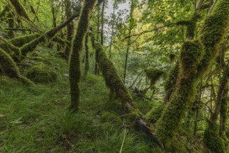 Green moss covers the fallen trees and creates a serene atmosphere in the forest. Bright foliage