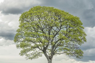 Silhouettes of trees in the mountains in spring. Lime tree, maple tree. Alsace, France, Europe