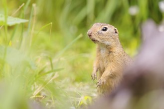 An adult European ground squirrel (Spermophilus citellus) or European souslik stands in a meadow