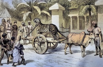 A chained, caged tiger being driven through the street on a car, India, Illustration, published