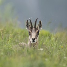 Take a break... Chamois (Rupicapra rupicapra) lying, resting in the grass, flies buzzing around the