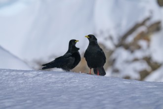 Alpine choughs (Pyrrhocorax graculus), two birds in the snow facing each other in a wintry