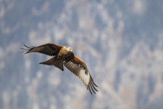 Red kite (Milvus milvus), in flight, Münster, Tyrol, Austria