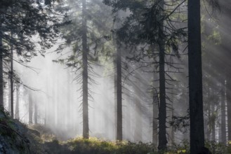 Natural spruce forest with morning fog, sunbeams break through the fog, at the Dreisesselberg,