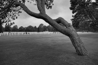 Wind-bent black pine (Pinus nigra), gravestones, war graves, soldiers' graves, military cemetery,