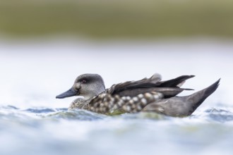 Crested Duck (Lophonetta specularioides), Falkland Islands