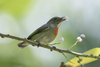 Olive-crowned Flowerpecker (Dicaeum pectorale) male perched on a branch feeding on mistletoe