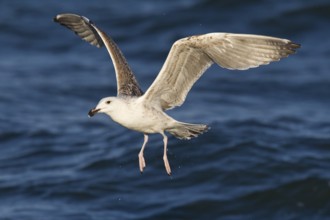 Great Black-backed Gull (Larus marinus) juvenile flying, North Sea, Germany