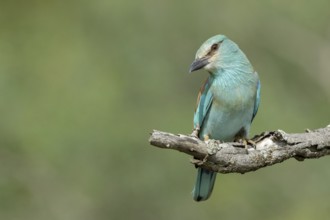 Scharrelaar, European Roller, Coracias garrulus