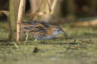 Baillon's Crake (Porzana pusilla palustris) foraging, Victoria, Australia