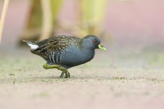 Australian Crake (Porzana fluminea) foraging, Victoria, Australia