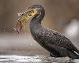 Great Cormorant (Phalacrocorax carbo) with captured Black bullhead (Ameiurus melas) prey in its