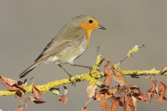 European Robin (Erithacus rubecula), St. Gallen, Switzerland