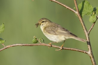 Willow Warbler (Phylloscopus trochilus), Vorarlberg, Austria